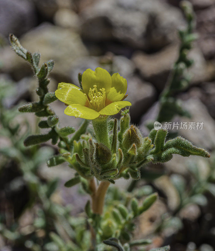 白门采莲(Mentzelia albicaulis)是洛桑科的一种开花植物，发现于死亡谷。